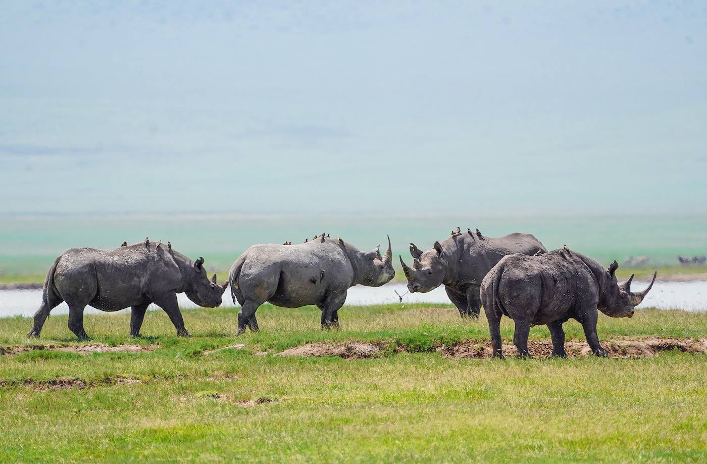 Lake Manyara National Park 1