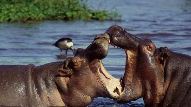 Lake Manyara National Park 2