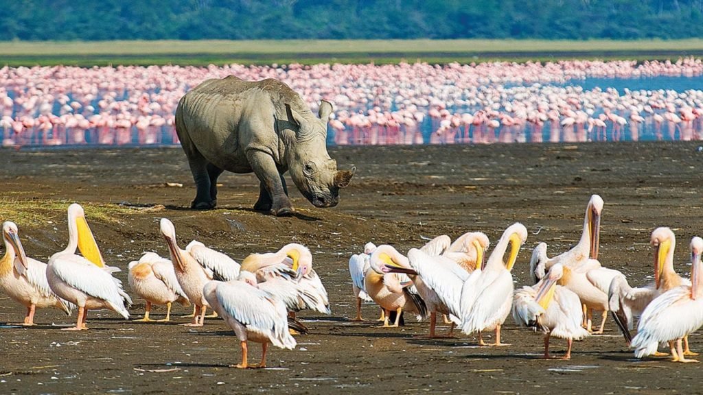 Lake Manyara National Park 4