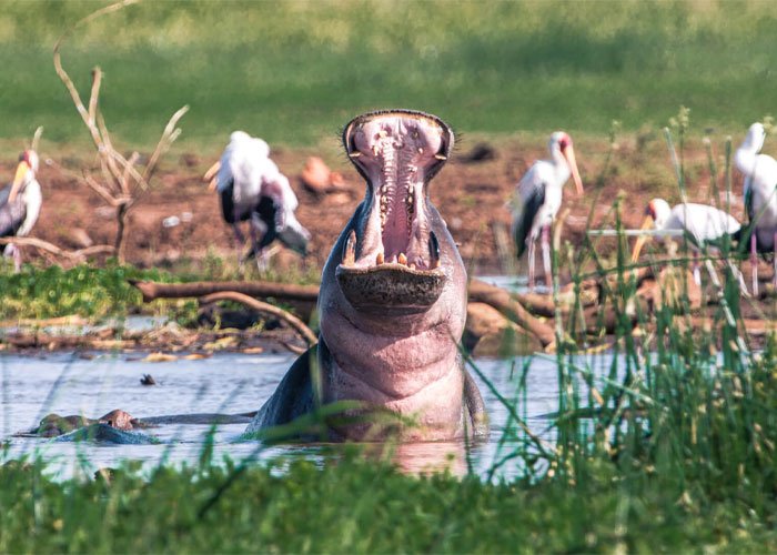Lake Manyara National Park 5