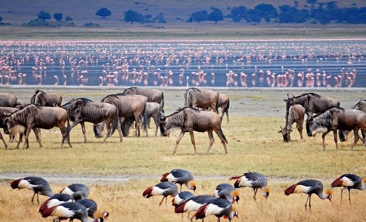 Lake Manyara National Park 6