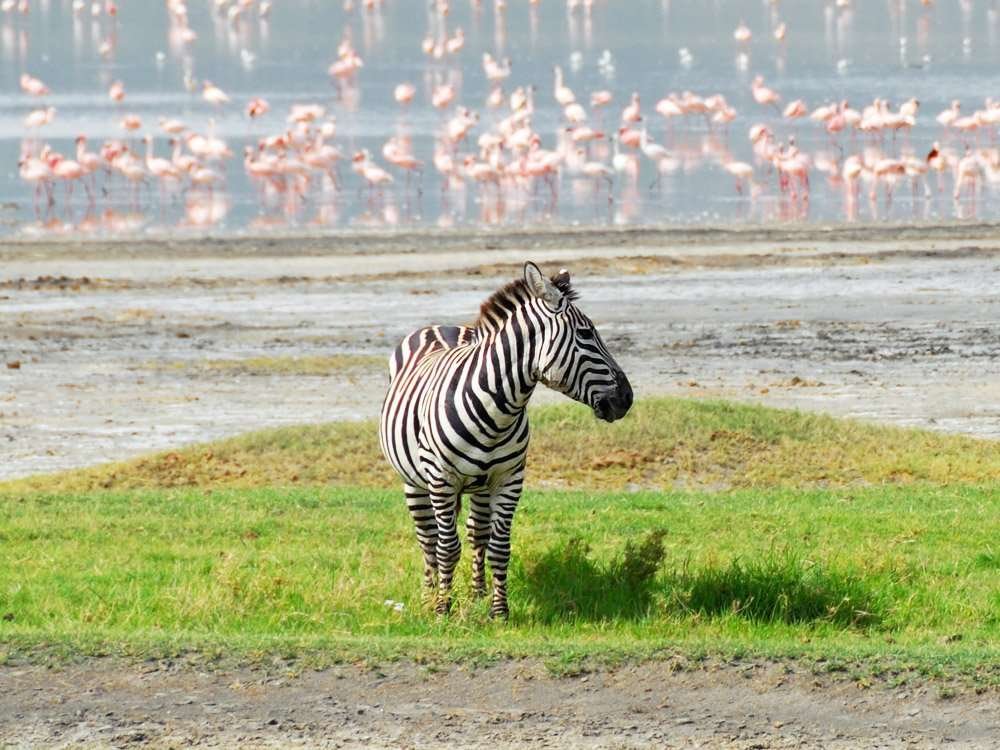 Ngorongoro Crater 4