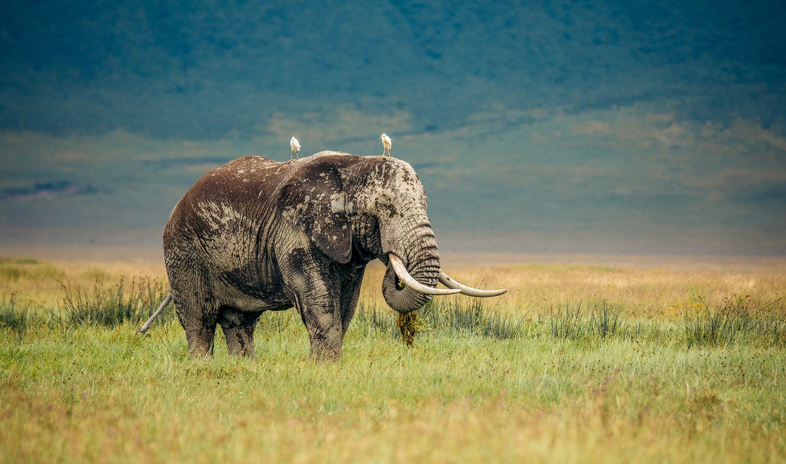 Ngorongoro Crater 5