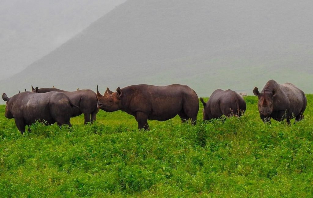 Ngorongoro Crater 6