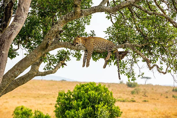 Serengeti National Park