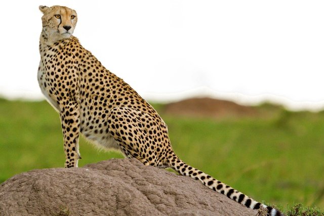 Serengeti National Park 1