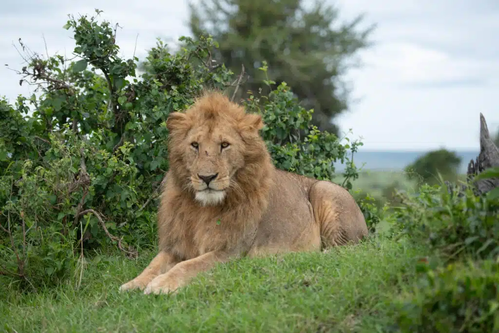 Serengeti National Park 2