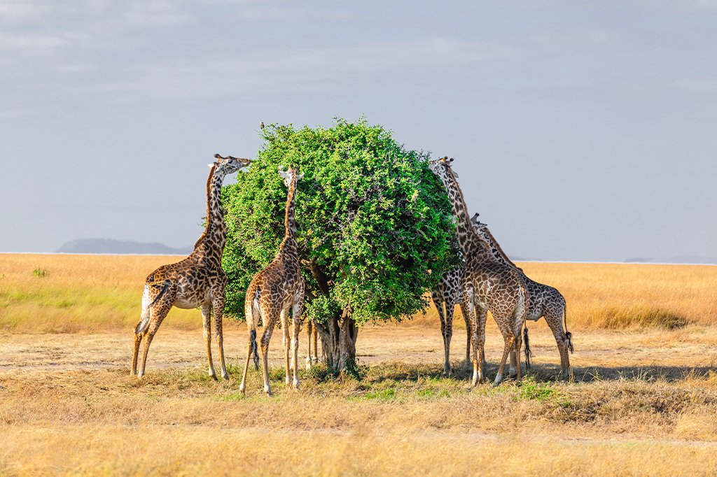 Serengeti National Park 3