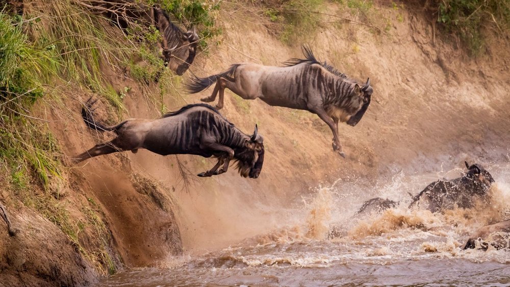Serengeti National Park 4