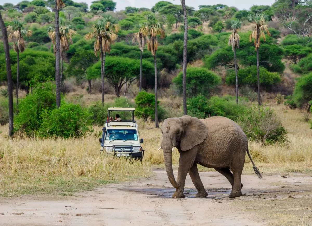 Tarangire National Park 5
