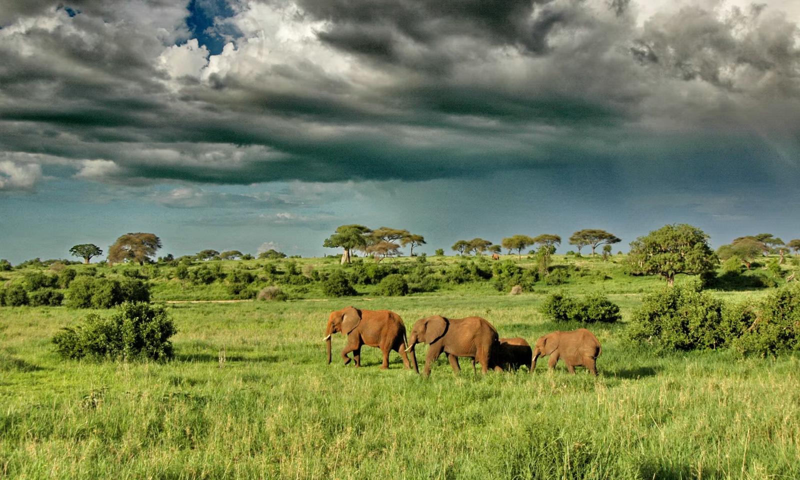 Tarangire National Park 6