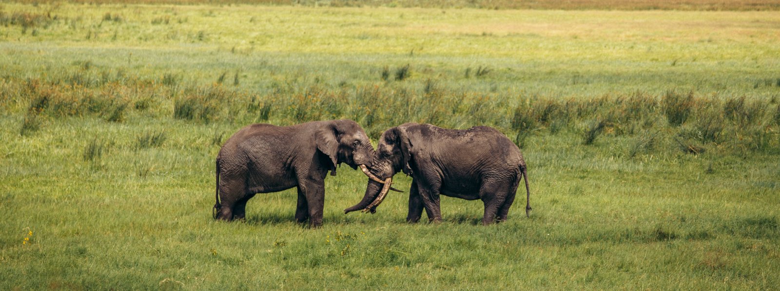 Essential Tanzania Safari